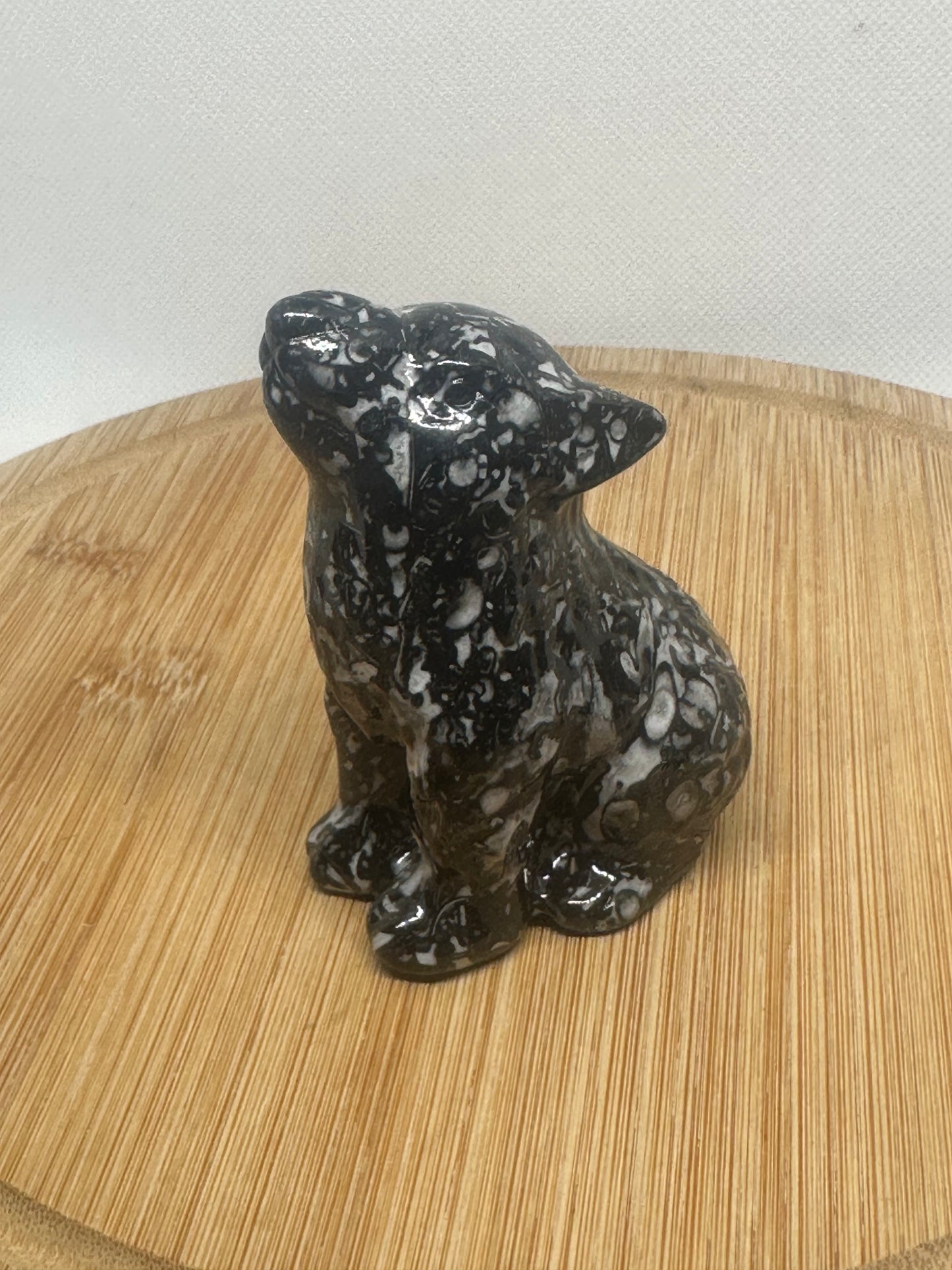 Zebra jasping howling wolf