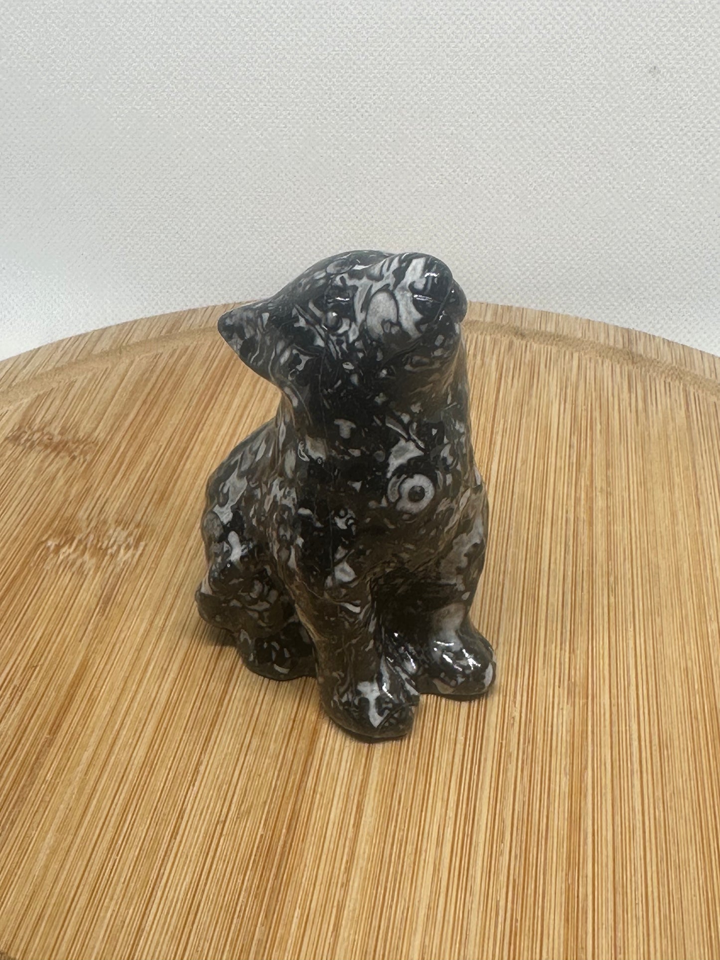 Zebra jasping howling wolf