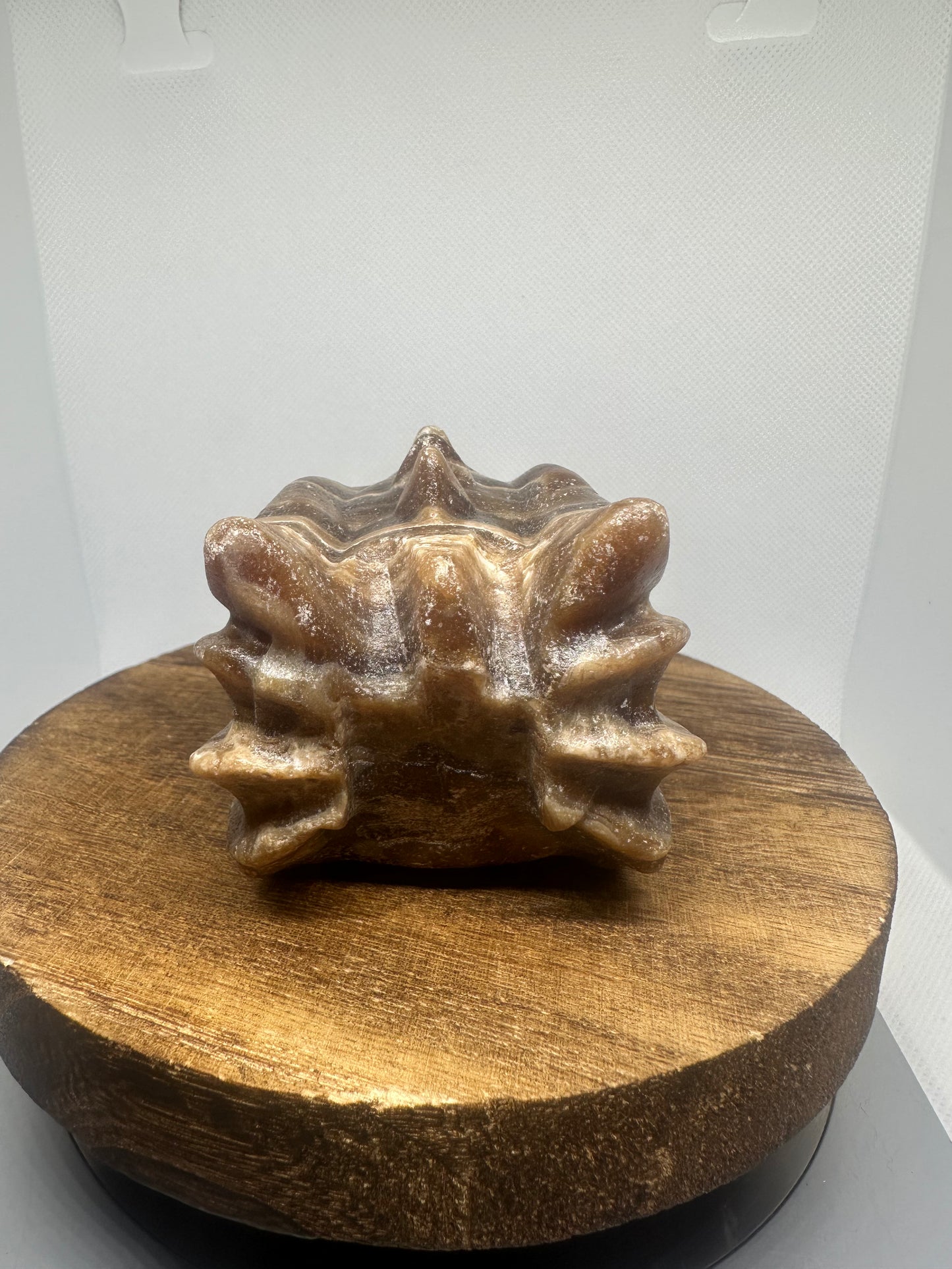 Chocolate calcite dragon head