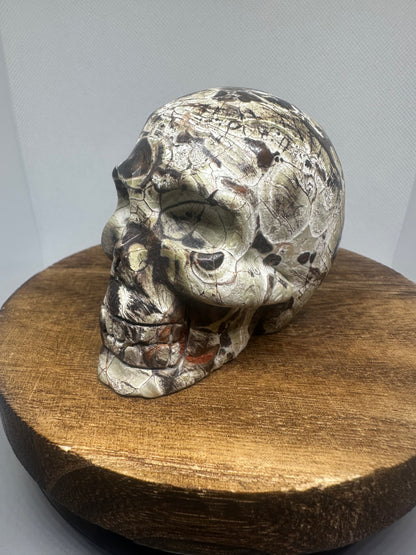 Money Agate skull