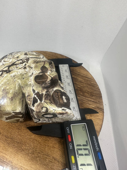 Money Agate skull